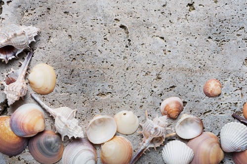 Preview: Seashells on the light marble background