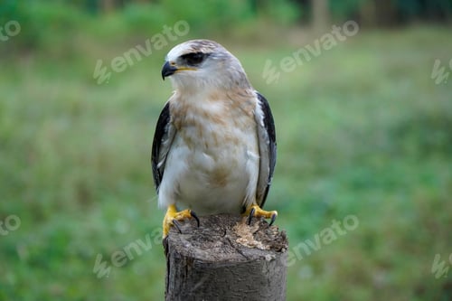 Preview: Black-winged kite (Elanus caeruleus)