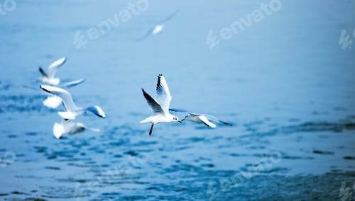 Preview: Beautiful seagulls flying