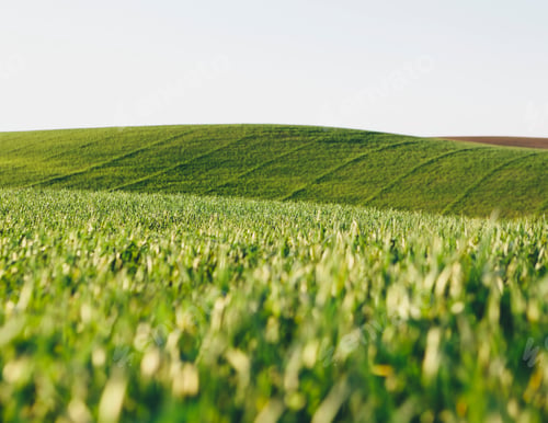 Preview: A view across the ripening stalks of a food crop, cultivated wheat growing in a field