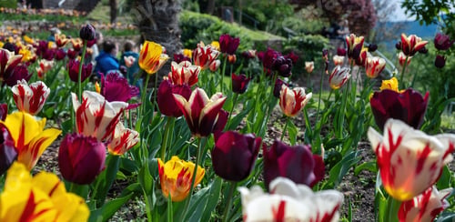 Preview: garden bed of colorful tulips closeup