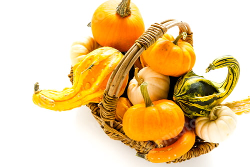 Preview: Mini pumpkins