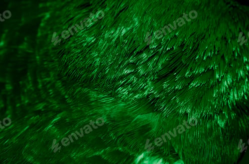 Preview: green feather pigeon macro photo. texture or background