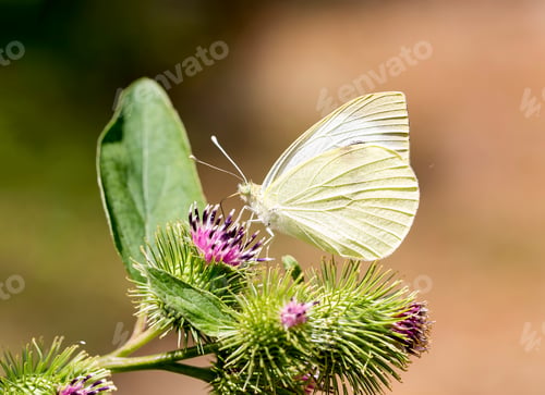Preview: Beatiful butterfly on the plant in nature.