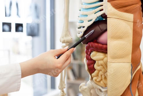 Preview: Medical professional pointing at anatomical human model