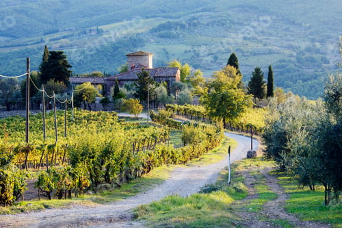 Preview: Vineyards and Farmhouse