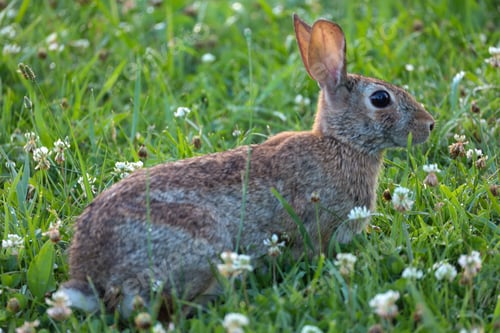Preview: Wild rabbit in the grass