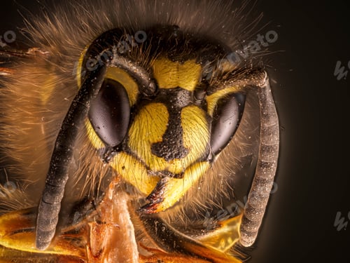 Preview: Macro of a bee head on a black background