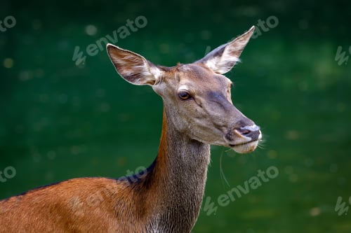 Preview: Red deer - Cervus elaphus