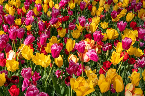 Preview: Colorful spring flowers in the park. tulip flowers on the Field
