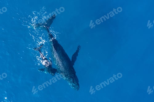Preview: Humpback whales photographed from above with aerial drone off the coast of Kapalua, Hawaii