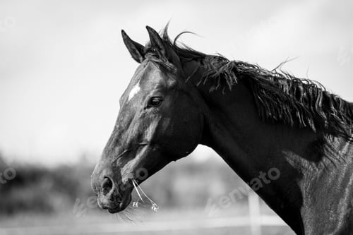 Preview: a black horse is shown from the head up to the side