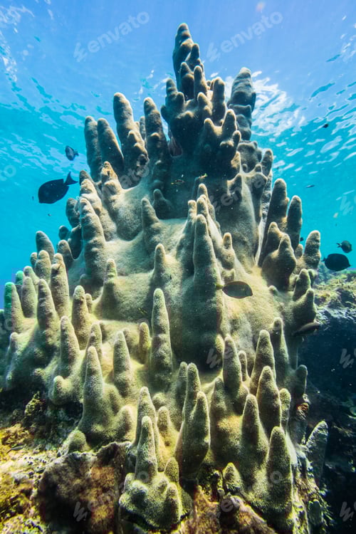 Preview: Rare Pillar Corals in the Caribbean Sea