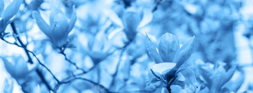 Preview: Horizontal long banner for web design toned on classic blue color. Spring flowers magnolia blossoms
