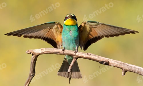 Preview: Common bee-eater, merops apiaster. Bird spread its wings