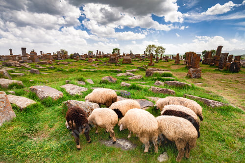 Preview: Sheep graze in Noratus