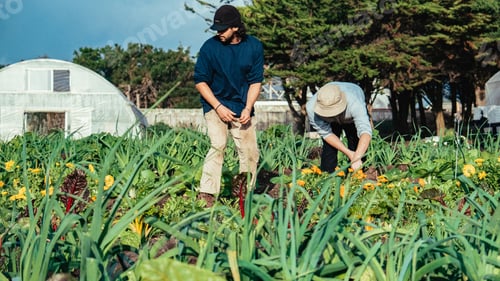 Preview: Young Latino farmer working in a vegetable garden, organic and natural food, fresh work in a team.