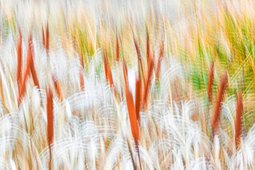 Preview: Typha plant in purple light
