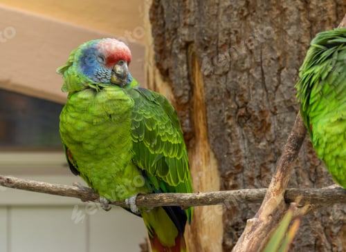 Preview: Red-tailed amazon parrot perched on a branch