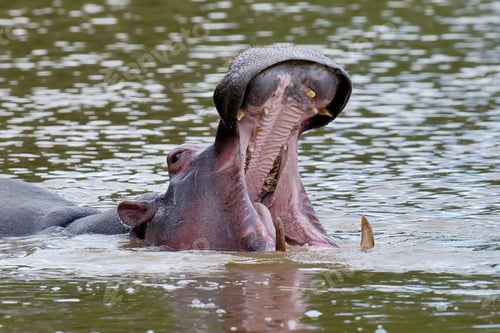 Preview: Hippo family (Hippopotamus amphibius)