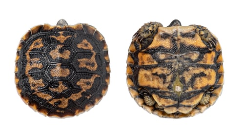 Preview: Turtle carapace and plastron displaying protective shell anatomy