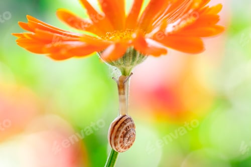 Preview: Close-Up Of Snail On Yellow Flower.