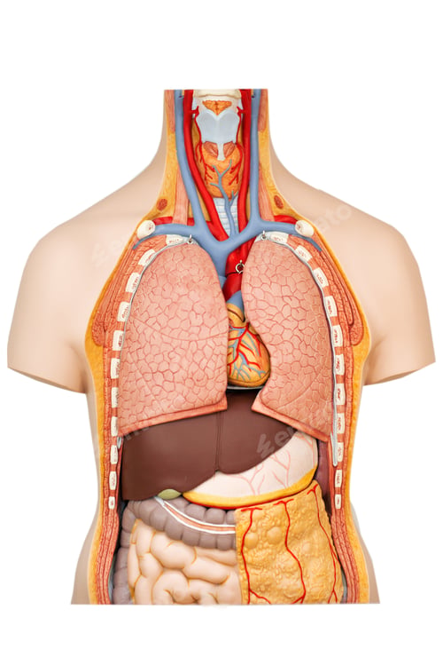 Preview: Anatomical model of the human internal organs in a cut
