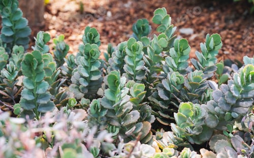 Preview: Closeup image of Lavender scallops cactus or Bryophyllum fedtschenkoi in botanic garden