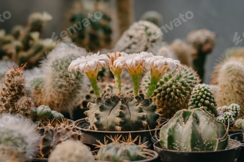 Preview: Cactus flowers, Gymnocalycium sp. with white flower is blooming on pot, Succulent, Cacti, Cactaceae,