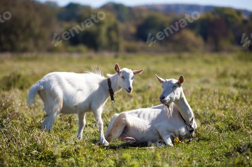 Preview: Two white bearded goats grazing in green meadow grass on bright sunny summer day.