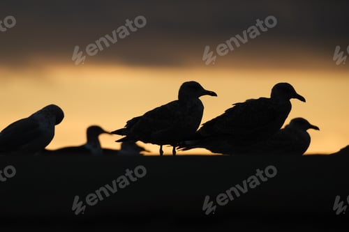 Preview: Seagull silhouettes on the seashore. Beach and sunset light. Birds in the wild.