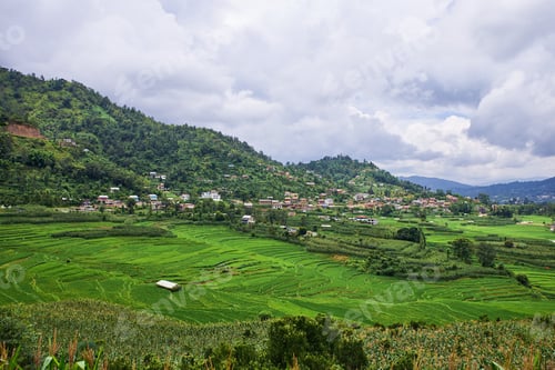 Preview: The green paddy field.