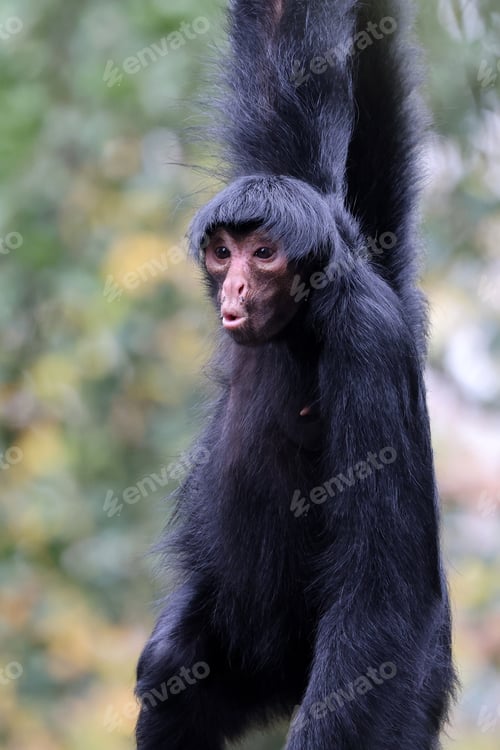 Preview: red-faced spider monkey with wondering face emotion. Ateles paniscus outdoors in nature
