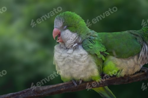 Preview: Happy Monk Parakeet (Myiopsitta monachus)