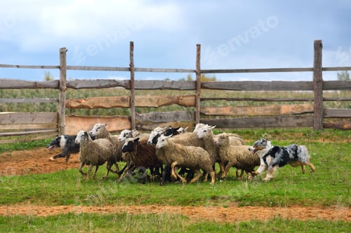 Preview: Australian Shepherd working