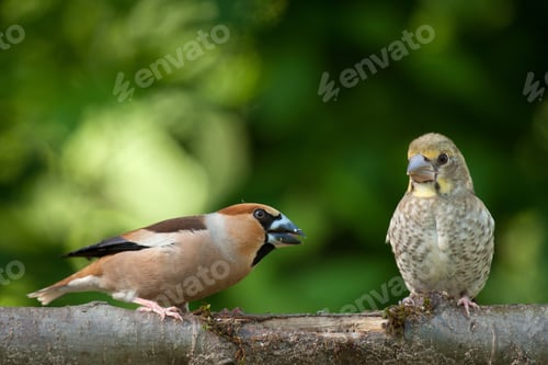 Preview: Female hawfinch (Coccothraustes coccothraustes) with chick