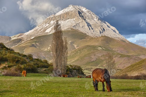 Preview: Horses and cows grazing in a mountain landscape. Spain