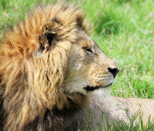 Preview: A Beautiful and Breathtaking wildlife in the World