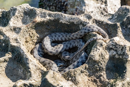 Preview: Beautiful water snake in natural habitat
