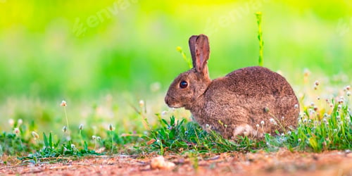 Preview: European Rabbit, Spain