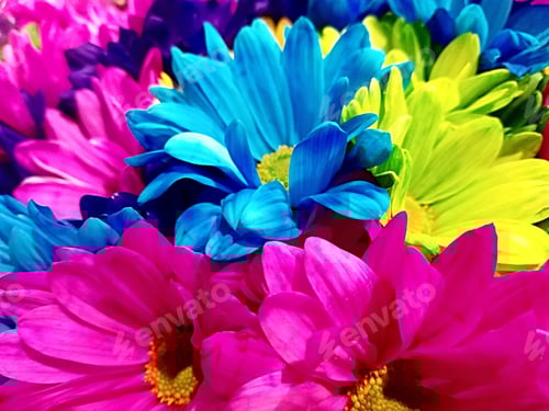 Preview: Colorful Gerber Daisies in a bunch.