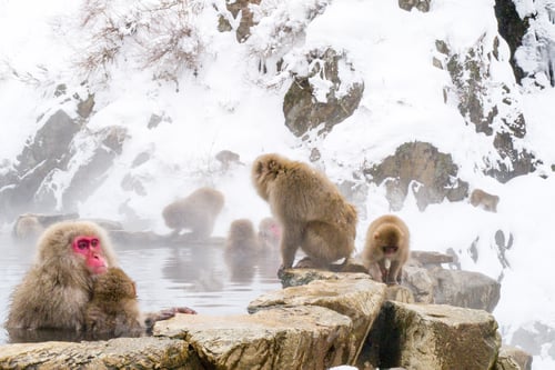 Preview: Snow monkeys sitting in the hot springs