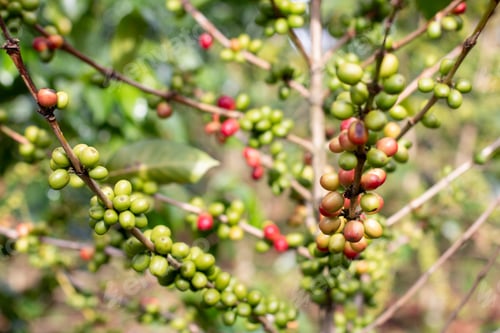 Preview: Ripe, unripe, green and red coffee berries on large coffee tree.