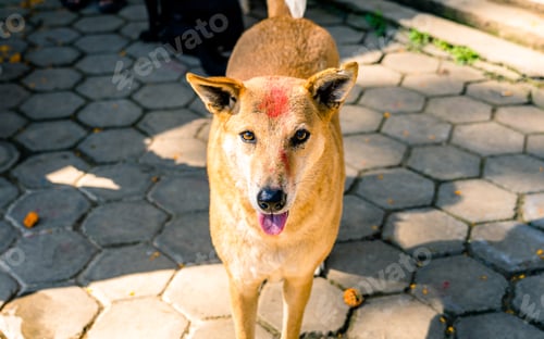Preview: worshiping Dog