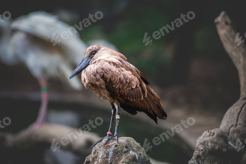 Preview: Selective focus on a hamerkop (Scopus umbretta) bird standing on a rock