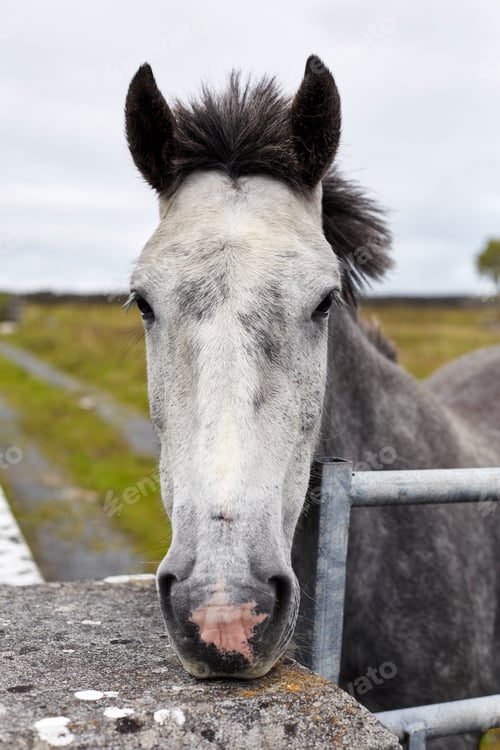 Preview: Portrait of horse, close-up, Inishmore, Ireland