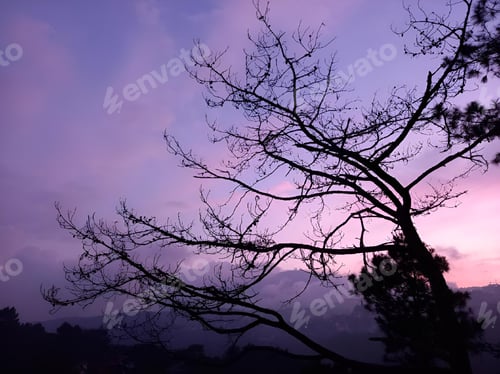 Preview: Silhouette of an old pine tree at a purple sunset.