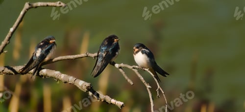 Preview: Closeup of three Swallows sitting on a tree branch at Seurasaari