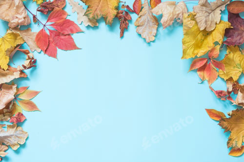 Preview: Fallen colorful leaves and copy space on punchy blue. Top view. Autumn frame.