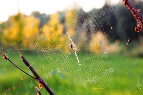 Preview: spider web or cobweb with spider on green meadow background